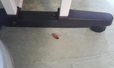 Denuncian la presencia de insectos en la zona de rehabilitación del Hospital Ciudad de Coria