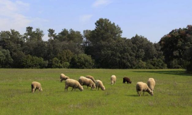 La Junta de Extremadura abona 24 millones de euros en ayudas al ovino extremeño