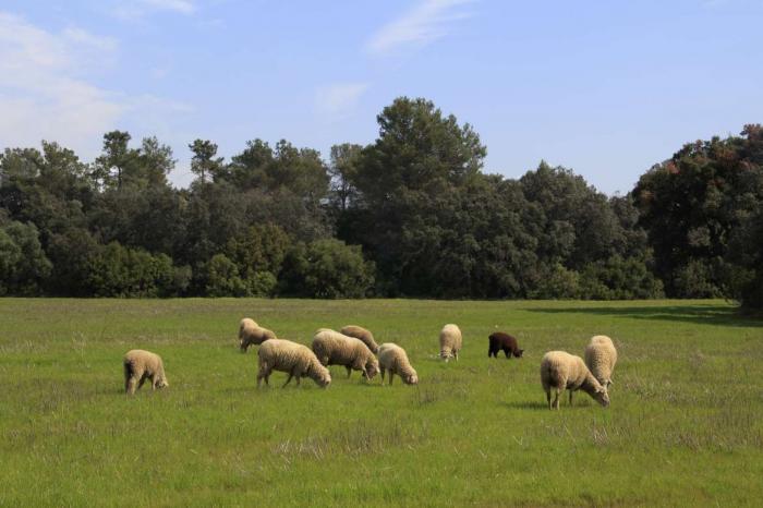 La Junta de Extremadura abona 24 millones de euros en ayudas al ovino extremeño