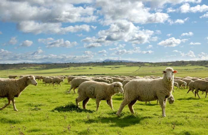 La Junta de Extremadura abona más de 24 millones de euros en ayudas al ovino extremeño