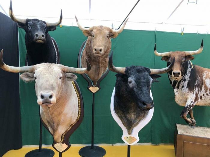 La torera Cristina Sánchez reflexiona sobre tauromaquia en la inauguración de la V Feria del Toro de Coria