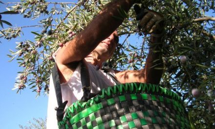 La producción de aceite de oliva supera las 70.000 toneladas en la provincia de Cáceres