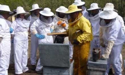 La Asociación Profesional de Apicultores de Extremadura estima que la producción de miel será «muy baja»