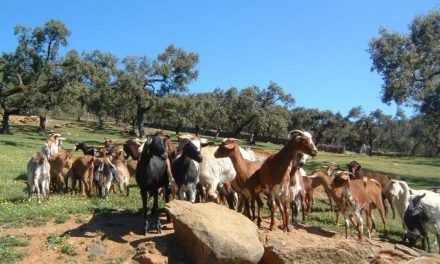 UPA-UCE Extremadura denuncia que los ganaderos han perdido 131 millones de euros por la sequía