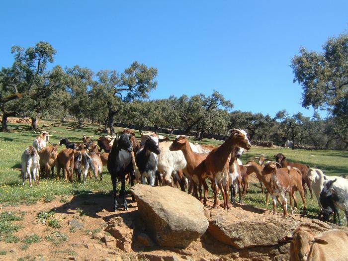 UPA-UCE Extremadura denuncia que los ganaderos han perdido 131 millones de euros por la sequía