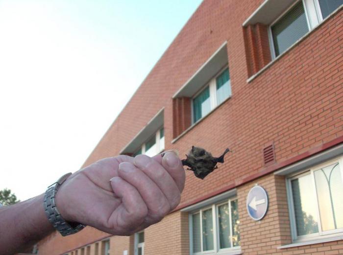 Aparecen murciélagos en quirófanos y zona de paritorios del hospital Ciudad de Coria