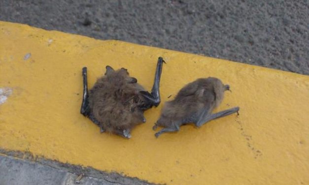 Aparecen murciélagos en quirófanos y zona de paritorios del hospital Ciudad de Coria