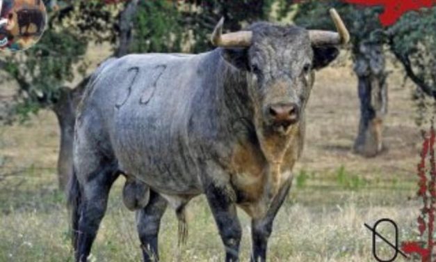 Un varón resulta herido con pronóstico leve durante la lidia del toro de la Juventud Cauriense