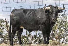 La Comisión de Festejos de San Buenaventura elige un toro de Los Entresijos para las fiestas de este año