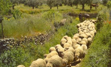La Junta de Extremadura detecta un caso de lengua azul en una oveja del municipio de Montemolín