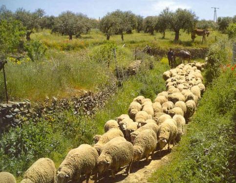 La Junta de Extremadura detecta un caso de lengua azul en una oveja del municipio de Montemolín