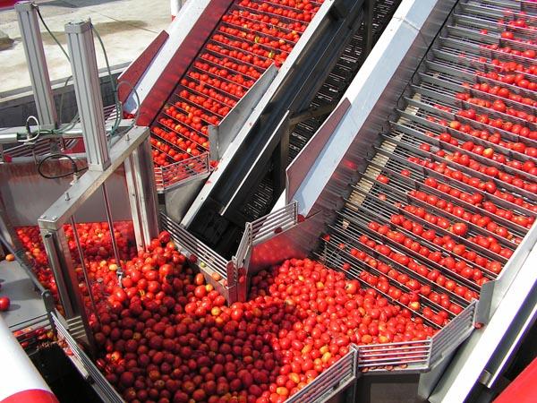 Una huelga amenaza con paralizar la actividad de las industrias tomateras y de la aceituna de aderezo