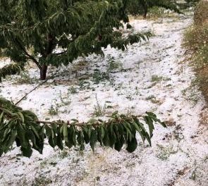 UPA-UCE pide que Tornavacas sea declarada zona catastrófica por la pérdida de cerezas