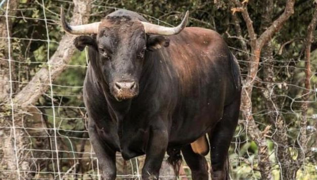 El primer toro del aguardiente de San Buenaventura finaliza sin heridos