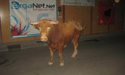 El segundo toro del aguardiente de Moraleja hace las delicias de los aficionados y finaliza sin heridos