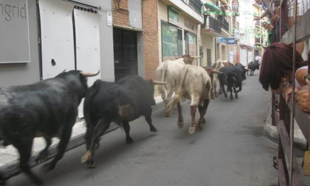 Moraleja pone fin a unas fiestas de San Buenaventura sin heridos por asta de toro