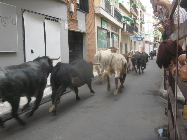 Moraleja pone fin a unas fiestas de San Buenaventura sin heridos por asta de toro