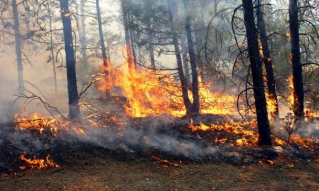 Desactivado el nivel 1 de peligrosidad del incendio forestal  que afecta al término de Valverde del Fresno