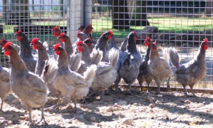 El Centro de Selección y Reproducción Animal inicia estudios sobre la puesta de la gallina azul extremeña