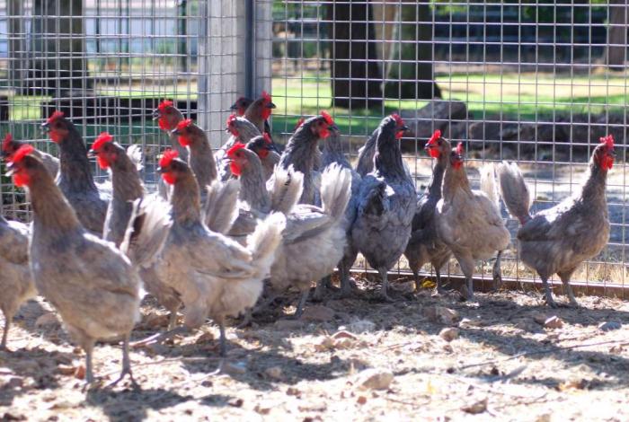 El Centro de Selección y Reproducción Animal inicia estudios sobre la puesta de la gallina azul extremeña
