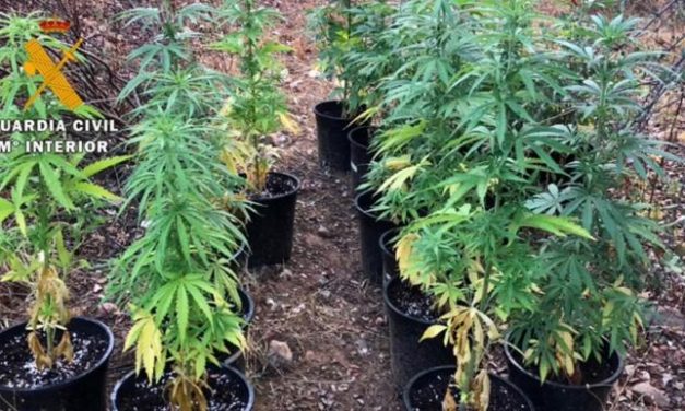 Detenido un vecino de Moraleja de 30 años por cultivar marihuana en Vegaviana