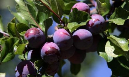 UPA-UCE traslada a la Junta de Extremadura la «grave situación» que sufren los fruticultores extremeños