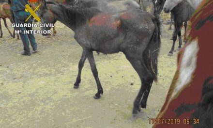 Detenido un varón por abandonar en una finca de Alcántara sin agua ni comida a 18 caballos