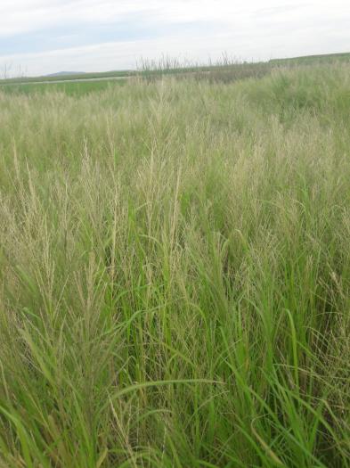 La Unión alerta de la destrucción de los arrozales extremeños con las restricciones fitosanitarias
