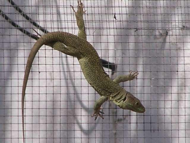 Un aula de zoología de Herguijuela se dedica a la cría de lagartos y galápagos de especies protegidas