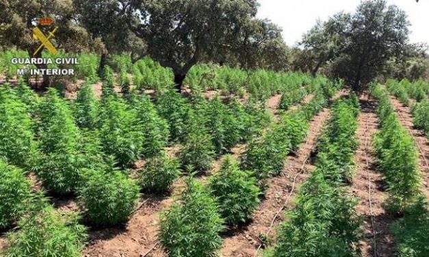 Desmantelada en Alcuéscar la mayor plantación de marihuana de Extremadura con más de 22.000 plantas