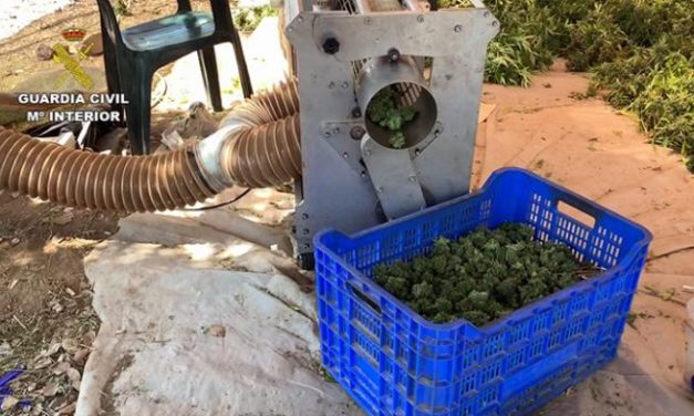 Desmantelada en Alcuéscar la mayor plantación de marihuana de Extremadura con más de 22.000 plantas