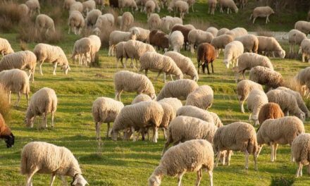 UPA-UCE pide “medidas urgentes” para paliar la “crítica” situación del sector ovino por la sequía