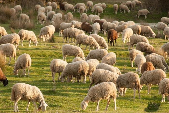 UPA-UCE pide “medidas urgentes” para paliar la “crítica” situación del sector ovino por la sequía