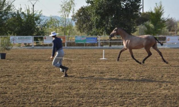 El Salón del Caballo de Torrejoncillo acogerá el II Concurso de Equitación de Trabajo de Extremadura