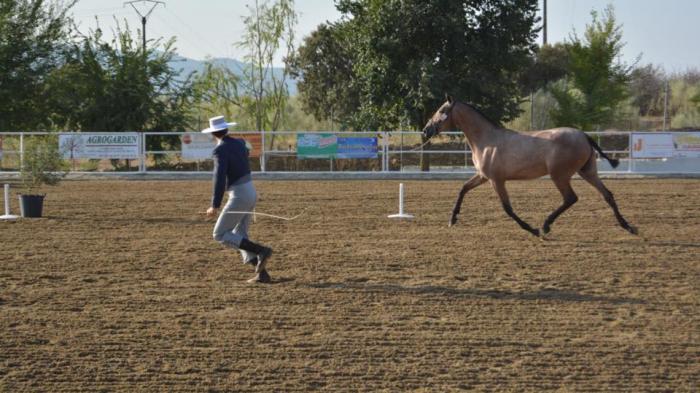 El Salón del Caballo de Torrejoncillo acogerá el II Concurso de Equitación de Trabajo de Extremadura