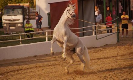Ganaderías de Extremadura, Andalucía y Castilla y León participarán en el Salón del Caballo de Torrejoncillo
