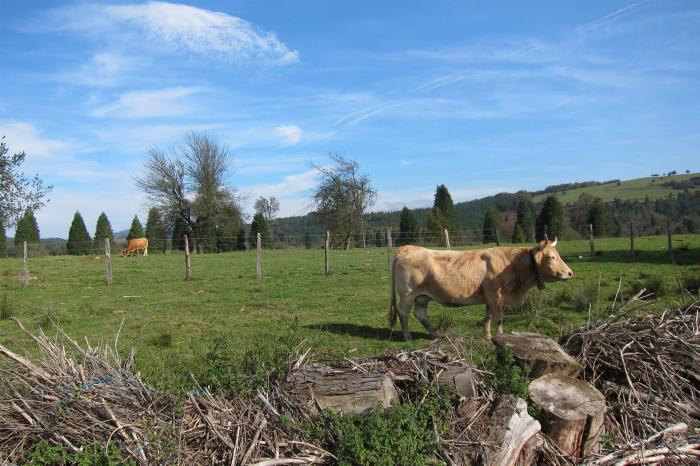 Las ayudas a la mejora en bioseguridad de la ganadería extensiva contarán con 4 millones de euros
