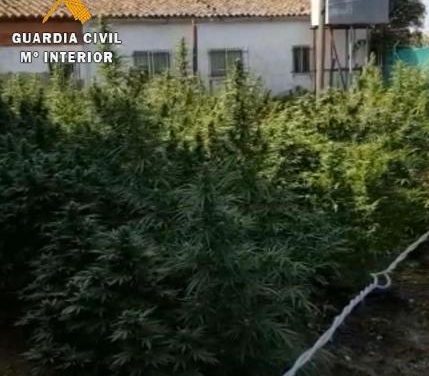 La Guardia Civil detiene e investiga a 13 personas por tráfico de drogas en la provincia de Cáceres