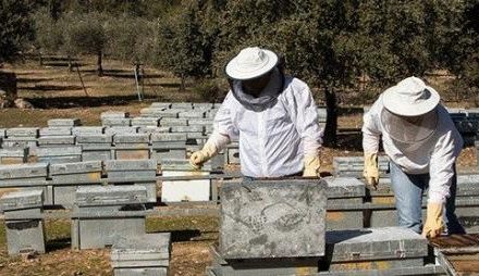 UPA-UCE pide a las administraciones una solución frente a la situación de la apicultura