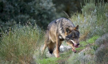 Ecologistas en Acción plantea la recuperación del lobo en Sierra de Gata para proteger el ganado