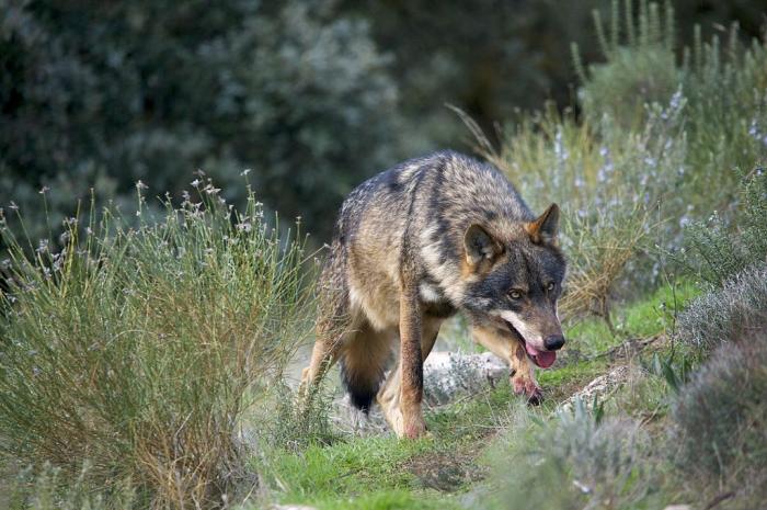 Ecologistas en Acción plantea la recuperación del lobo en Sierra de Gata para proteger el ganado