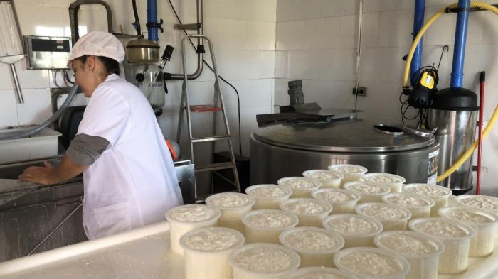 Sierra de Gata enseña a sus visitantes a hacer queso artesanal en una jornada en la dehesa