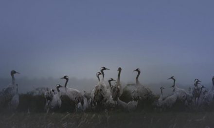 Un cauriense gana el concurso de fotografía de las Jornadas de Orniturismo “Moraleja Vuela”