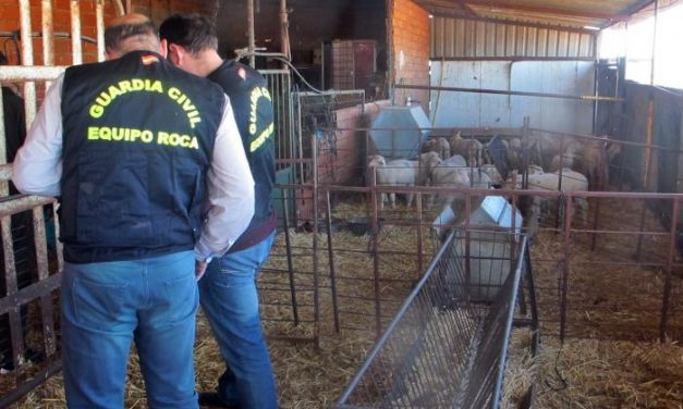 Desarticulado un grupo criminal organizado dedicado al robo de ganado en explotaciones de Badajoz