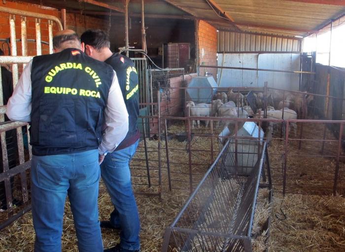 Desarticulado un grupo criminal organizado dedicado al robo de ganado en explotaciones de Badajoz