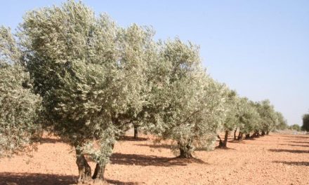 UPA-UCE Extremadura hace un llamamiento al mercado del aceite de oliva para lograr precios «justos»