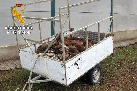 Un ganadero se enfrenta a 18 meses de prisión por dejar morir de hambre a 60 ovejas merinas en Cabeza del Buey