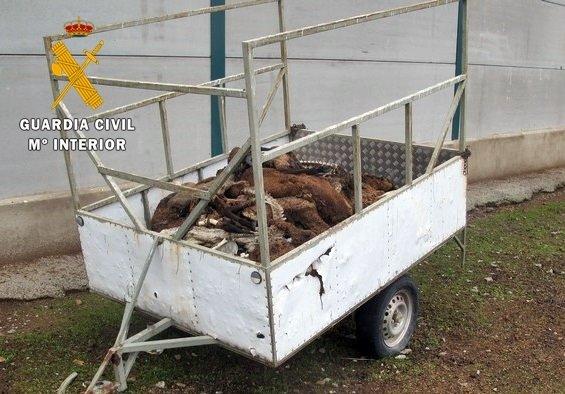 Un ganadero se enfrenta a 18 meses de prisión por dejar morir de hambre a 60 ovejas merinas en Cabeza del Buey
