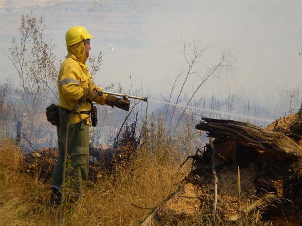 Un incendio provocado en la EX-108, entre Moraleja y Zarza, calcina plantones de alcornoques y matorral