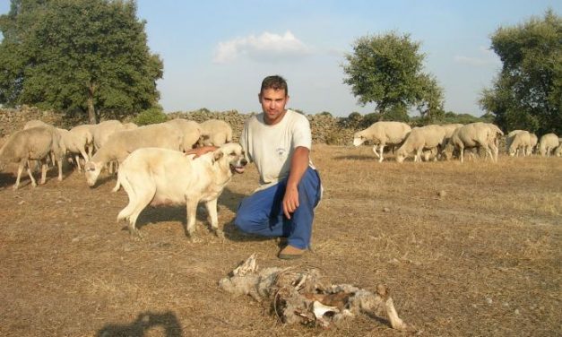 Un ataque de buitres mata a cinco ovejas de dos fincas de Pozuelo de Zarzón y Villanueva de la Sierra